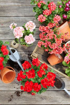 Geraniums in different colours with terracotta pots, a wooden crate, watering can, shovel, compost and a ball of string on a wooden table.