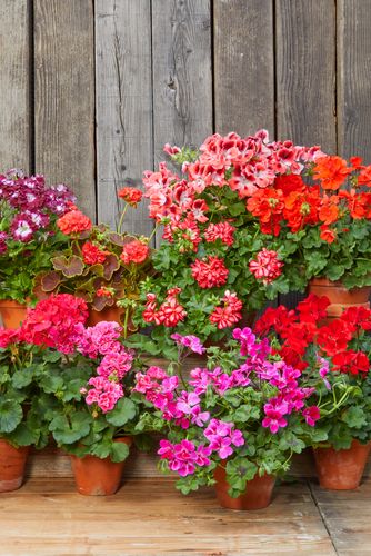 Various geranium varieties in different colours in front of a wooden wall