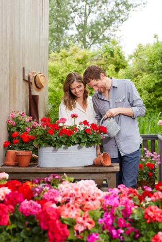 Umgeben von bunten Geranien gießt ein lächelndes, junges Paar auf einer Terrasse rote Zonalen in einer Zinkwanne auf einem Holzisch mit Töpfen.