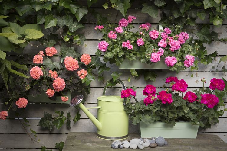 Geranium, Pelargonium, watering can, garden, care, orange, rose, pink
