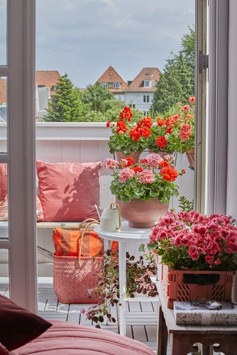 Blick vom Schlafzimmer mit Edelgeranie in Kiste  durch offene weiße Balkontür auf Stadtbalkon mit Kissen, Korbtasche und Geranien in Rot und Apricot