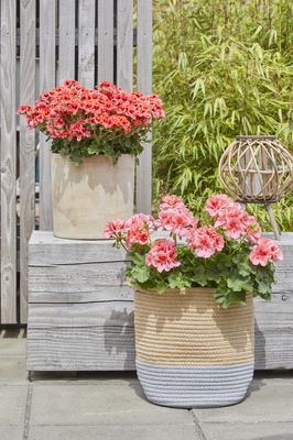 Raffia basket planted with apricot-coloured geranium on stone terrace in front of wooden block with geranium in ceramic planter and raffia lantern.