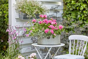 Geraniums, lavender and Helichrysum petiolare (liquorice plant) flowers in vintage zinc pot on white garden table in front of wooden wall with scented geraniums in balcony box