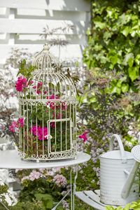 Bright pink geranium in a white decorative birdcage on a white garden table and white watering can on a garden chair in front of a wooden wall.