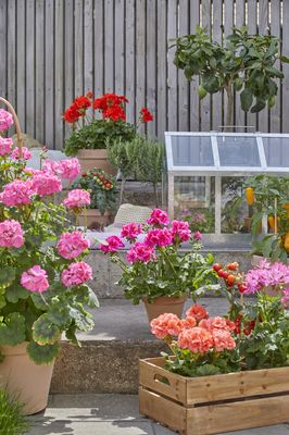 Colourful geraniums, tomatoes and herbs in wooden crate and pots on a stone staircase with a greenhouse and citrus tree.