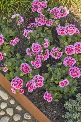 Bi-coloured geraniums in pale pink and bright pink in a flower bed