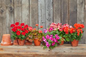 Pots with different coloured zonals, leafy geraniums and noble geraniums on a wooden beam in front of a wooden wall.