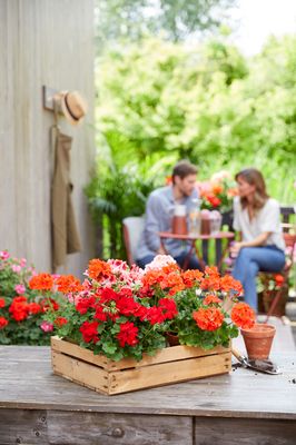 A wooden crate with red, orange and bicoloured geraniums stands on a wooden table on a terrace. In the background, a couple sits at a small, round table.