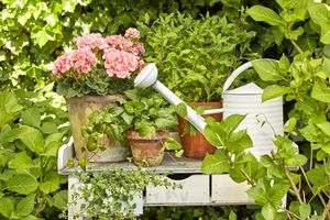 Pink geranium in terracotta pot, foliage plants and white watering can on shabby chic wooden chest of drawers in garden.