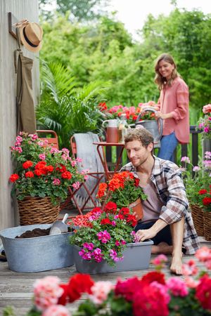 Man sitting barefoot on wooden terrace with geraniums in wicker baskets and planting geraniums in a zinc tub. In the background is a woman with a watering can.