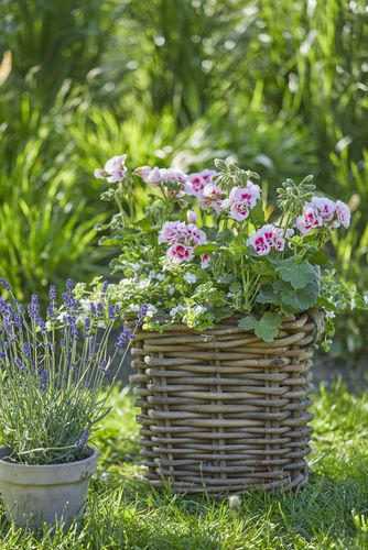 Wicker basket planted with pink geranium next to earthenware pot planted with lavender on lawn in garden