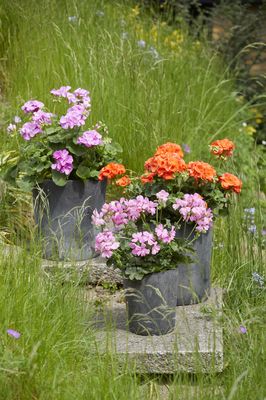 Colourful geraniums in grey planters on flagstones in tall grass in the garden