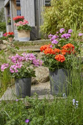 Colourful geraniums in large planters on stone steps in the garden in front of the wooden house