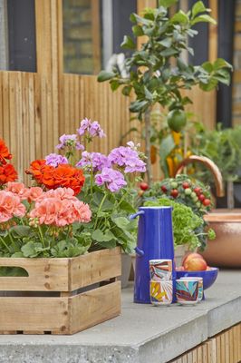 Geraniums and parsley in grey ceramic pots next to a blue jug, colourful cups and a bowl of fruit on a concrete slab.