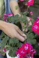 Geranie, Pelargonie, ausputzen, pink