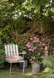 Rosa Geranien mit Gartenstuhl, Spaten und Feuerholz vor Holzzaun im Garten