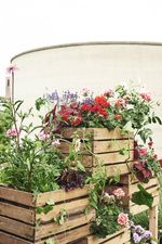 Geranie, Pelargonie, urban gardening, vertical garden, Raumteiler, Obstkiste, upcycling, Balkon, Duftgeranie, Blattschmuckgeranie, DIY