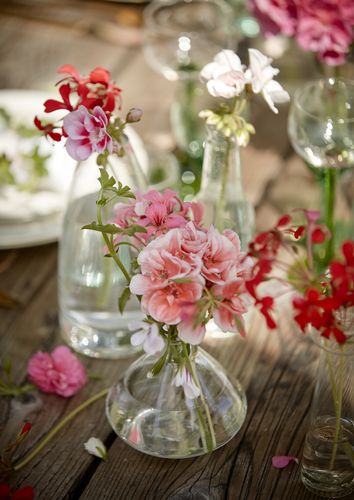Rosafarbene, rote und weiße Geranien als Schnittblumen in gläsernen Vasen