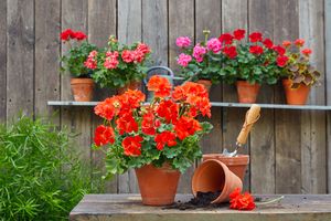 Red geranium in a terracotta pot on a wooden table next to empty terracotta pots, a trowel and some loose soil. In the background, a variety of colourful geraniums and a watering can stand on a shelf against a wooden wall.