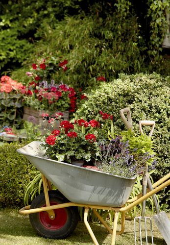 Schubkarre mit roten Geranien im Garten