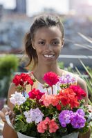 Geranie, Pelargonie, bunt, Vielfalt, Start der Saison, Porträt