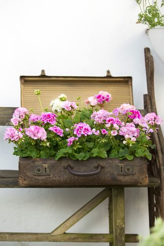 geranium, pelargonium, pink, white, 2017,  vintage, suitcase, shabby, terrace