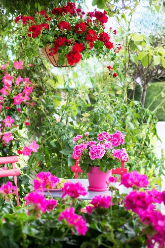 Pelargonia, czerwona, różowa, kolorowa, 2017, ogród, oaza relaksu, skrzynka na rośliny, podwieszana doniczka, pelargonia bluszczolistna, miejsce do siedzenia, peltatum, zonale, krzesło, stół, dekoracja stołu
