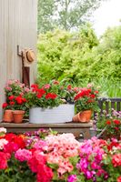 Wooden terrace with wooden table on which are terracotta pots, compost, a zinc tub and red and bicoloured geraniums. In the foreground, a sea of colourful geraniums.