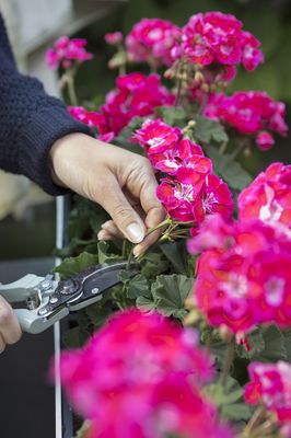 Geranie, Pelargonie, ausputzen, pink