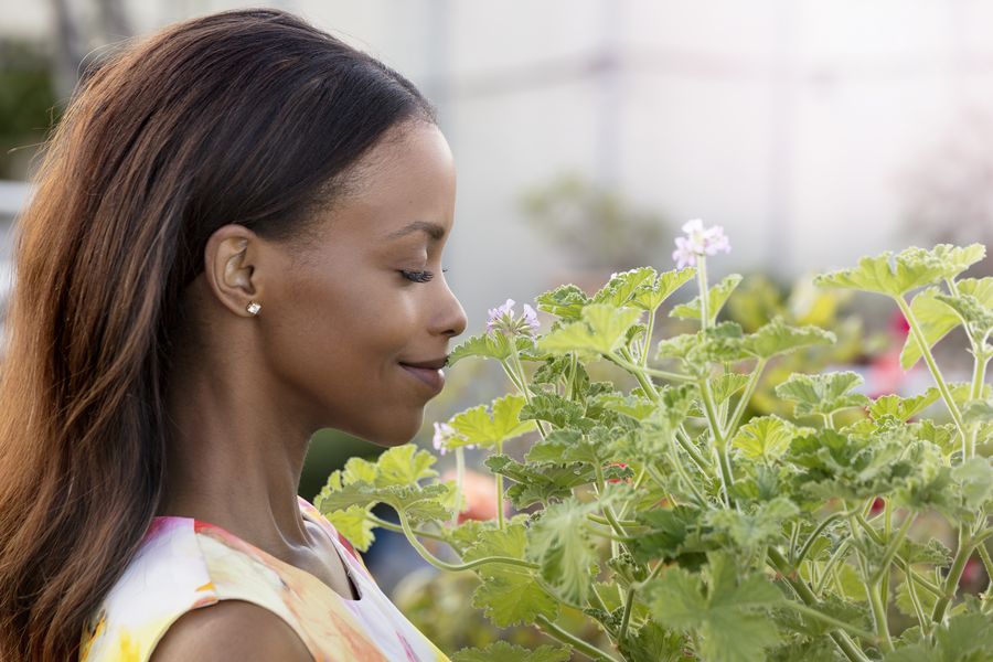 Geranium, pelargonium, scented geranium, apple, lemon, aroma, flavour, rose, green