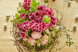 [Translate to Swedish:] Nest of willow branches with red-white geranium, Muehlenbeckia complexa (Necklace Vine), painted hens' eggs, quail eggs and feathers as Easter table decoration.