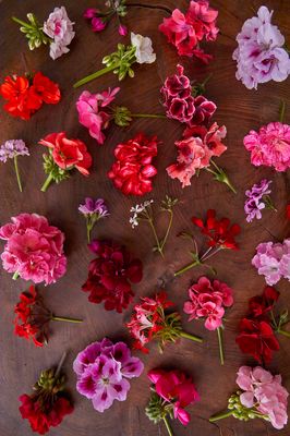 [Translate to Swedish:] Cut geranium flowers in different colours on brown wooden tabletop