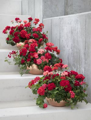 Geranium, pelargonium, balcony, stair, stair decoration, copper, red, orange, multicoloured