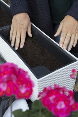 Geranie, Pelargonie, Pflege, Einpflanzen, Wasserspeicherkasten, pink, Balkonkasten, Granulat, Erde, Substrat, Dünger, Geranienerde