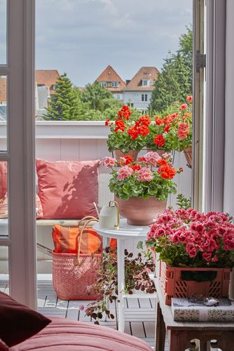 [Translate to Français:] View from bedroom with noble geranium in crate through open white balcony door onto city balcony with cushions, wicker bag and geraniums in red and apricot