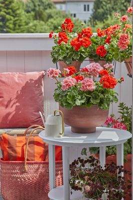 [Translate to Français:] Balcony with cushions, wicker bag and geraniums in red, apricot and pink in a bowl on a white round table and in pots on balcony railing.