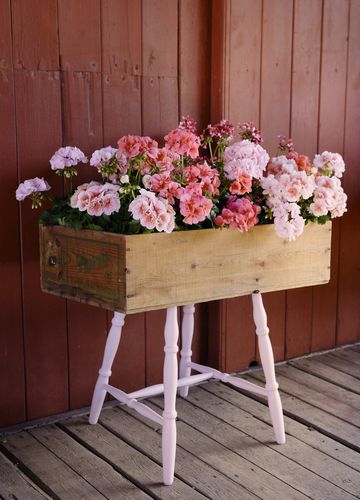 [Translate to English:] Upcycled box planter with geraniums in pink, apricot and white-red in an old wooden box standing on white chair legs.