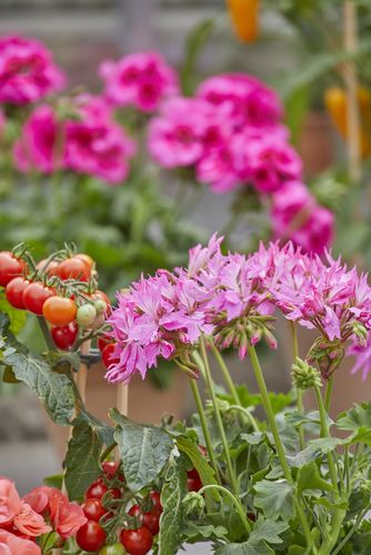 Bunte Geranien und Tomaten